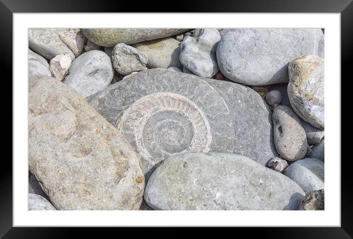A large ammonite fossil in a beach boulder at Lyme Regis. Framed Mounted Print by Mark Godden