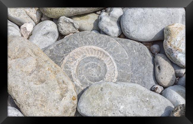 A large ammonite fossil in a beach boulder at Lyme Regis. Framed Print by Mark Godden