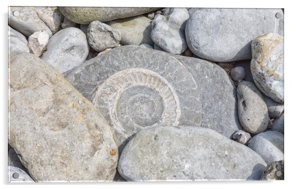 A large ammonite fossil in a beach boulder at Lyme Regis. Acrylic by Mark Godden