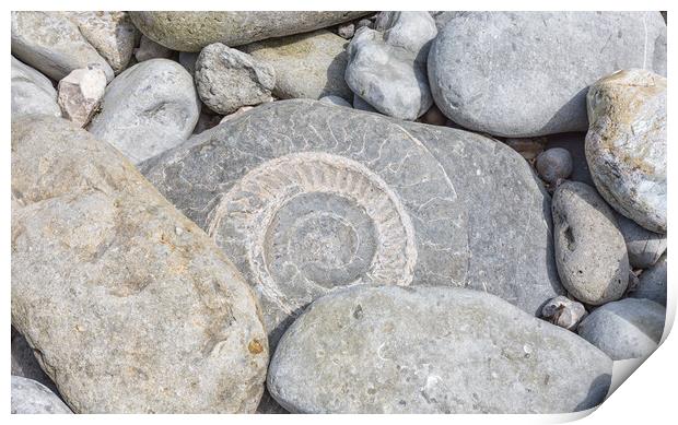 A large ammonite fossil in a beach boulder at Lyme Regis. Print by Mark Godden
