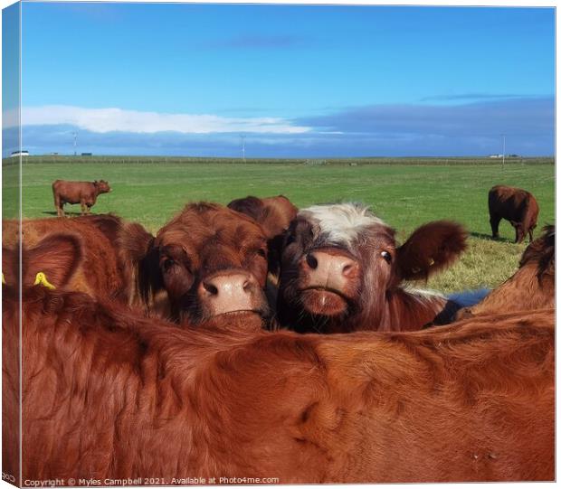 Young cows looking on Canvas Print by Myles Campbell
