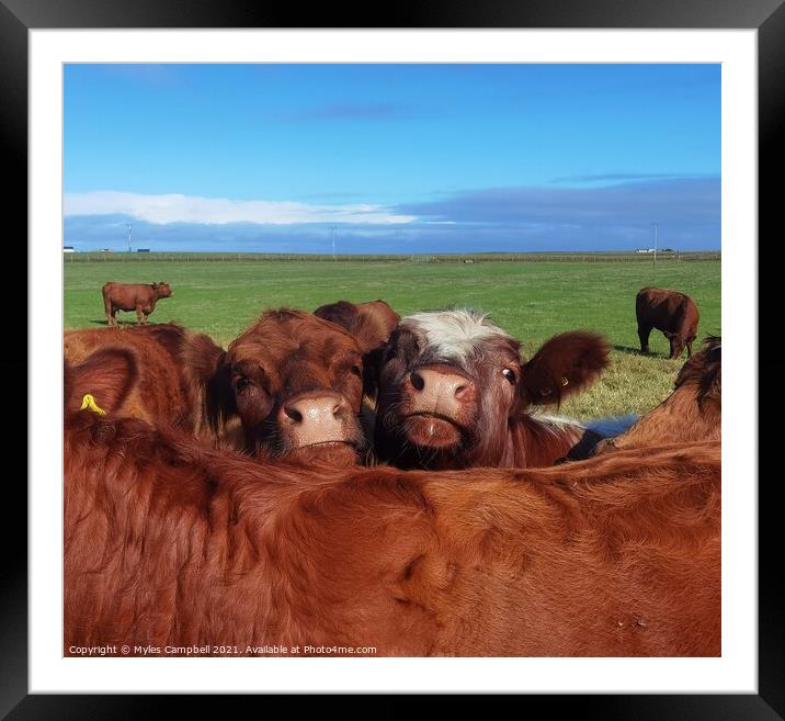 Young cows looking on Framed Mounted Print by Myles Campbell