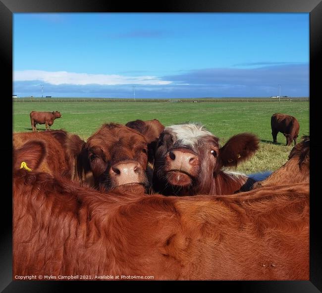 Young cows looking on Framed Print by Myles Campbell