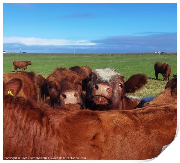 Young cows looking on Print by Myles Campbell