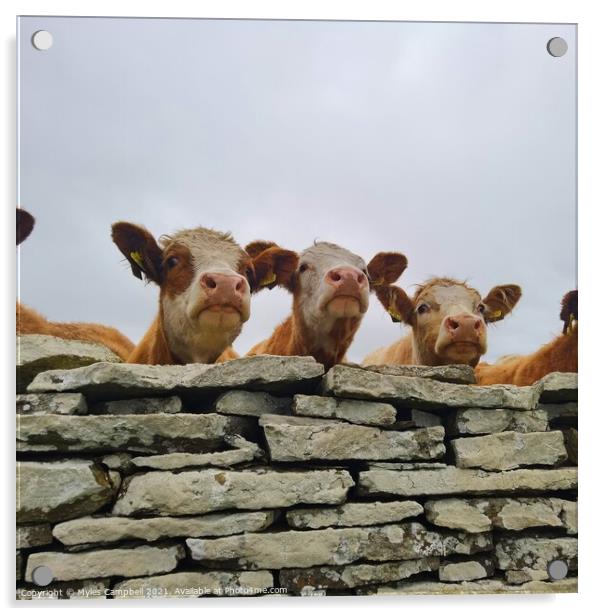 Peeking cows Acrylic by Myles Campbell