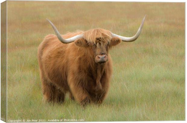 Willie's Bull Canvas Print by Jon Pear