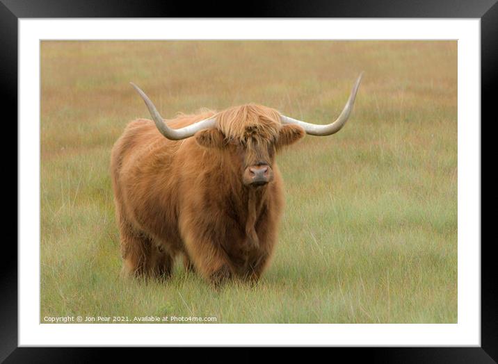 Willie's Bull Framed Mounted Print by Jon Pear