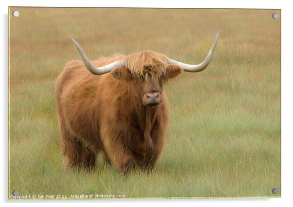 Willie's Bull Acrylic by Jon Pear