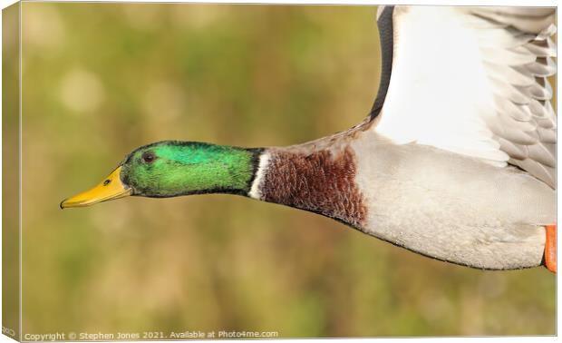 Mallard Duck Close Pass Canvas Print by Ste Jones