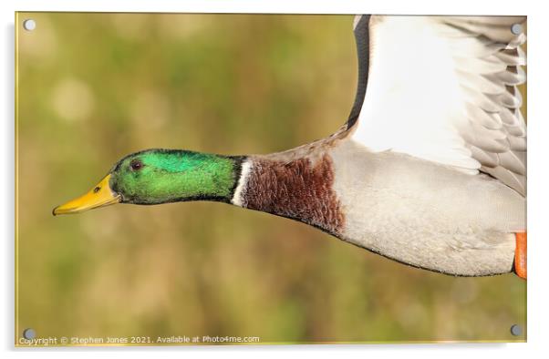 Mallard Duck Close Pass Acrylic by Ste Jones