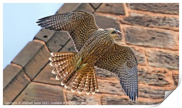 Vocal Peregrine Falcon In Flight Print by Ste Jones