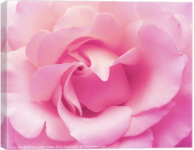 soft pink rose Canvas Print by Sharon Lisa Clarke