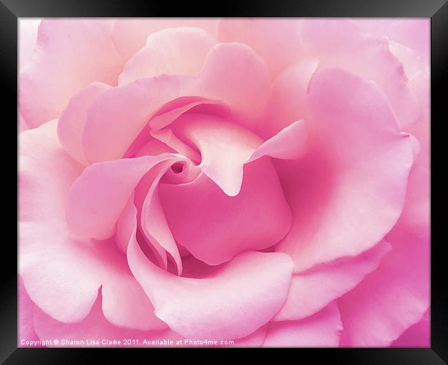 soft pink rose Framed Print by Sharon Lisa Clarke