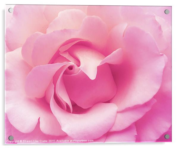 soft pink rose Acrylic by Sharon Lisa Clarke