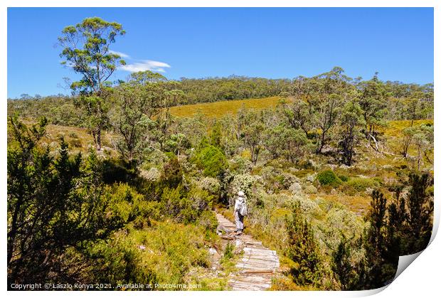 Scenic bushwalk - Cradle Mountain Print by Laszlo Konya