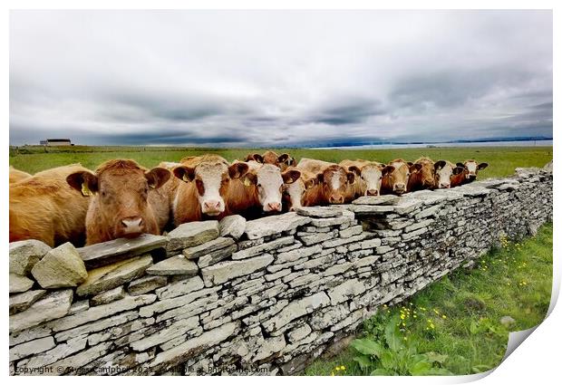 Young cows at sunset  Print by Myles Campbell