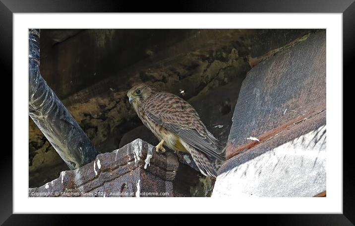 The Fly And Kestrel Framed Mounted Print by Ste Jones