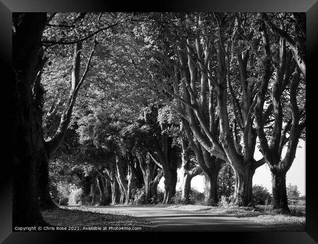 Tree lined country lane Framed Print by Chris Rose