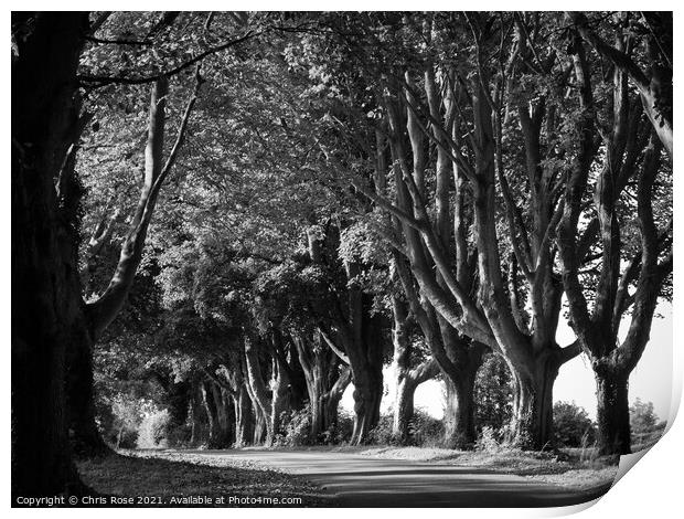 Tree lined country lane Print by Chris Rose