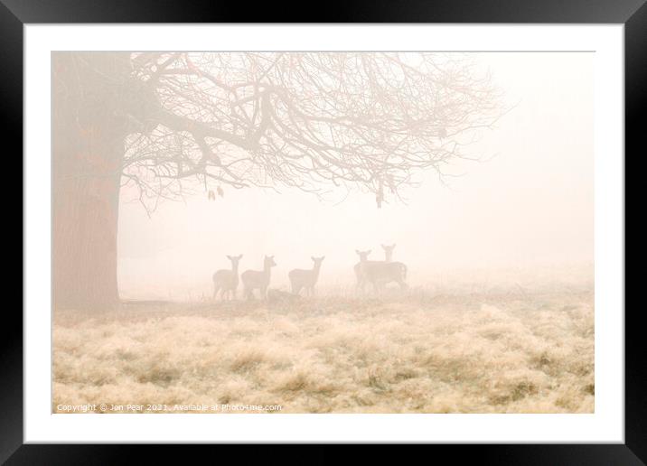 Fallow Deer in Mist Framed Mounted Print by Jon Pear