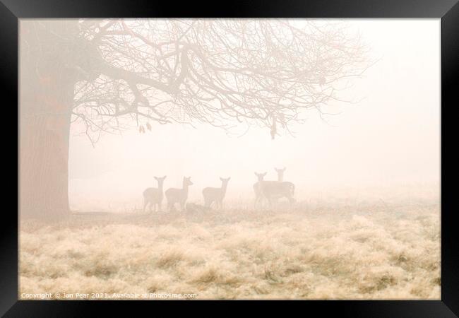 Fallow Deer in Mist Framed Print by Jon Pear
