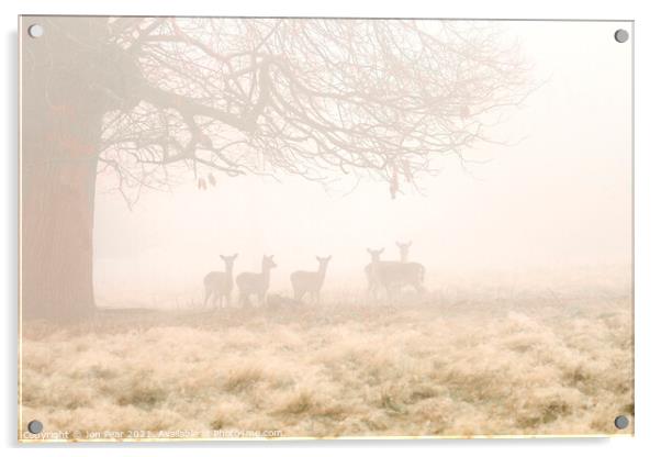Fallow Deer in Mist Acrylic by Jon Pear