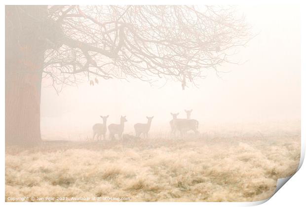Fallow Deer in Mist Print by Jon Pear