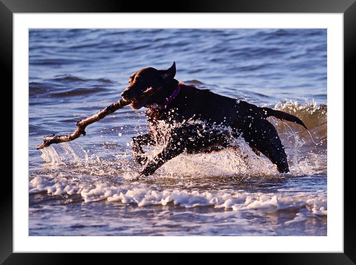 Fetching doggie splash Framed Mounted Print by Allan Durward Photography