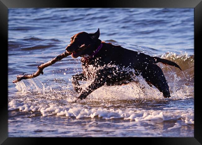 Fetching doggie splash Framed Print by Allan Durward Photography