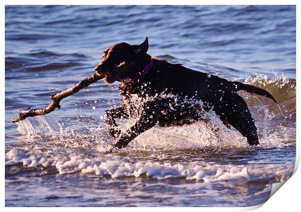 Fetching doggie splash Print by Allan Durward Photography