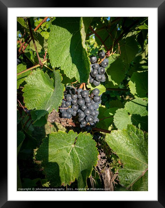 Grapes basking the late afternoon sun at a Vineyard in Shoreham  Framed Mounted Print by johnseanphotography 