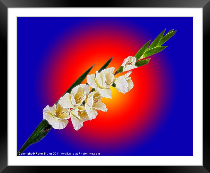 Seven flowered Gladiola on Red & Blue B/G Framed Mounted Print by Peter Blunn