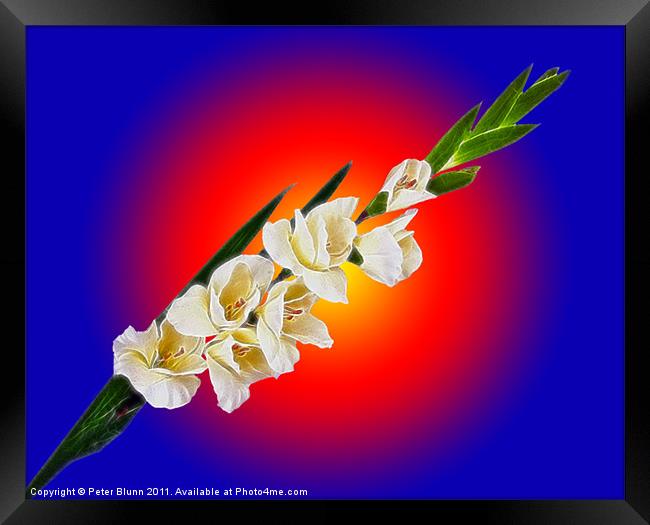Seven flowered Gladiola on Red & Blue B/G Framed Print by Peter Blunn