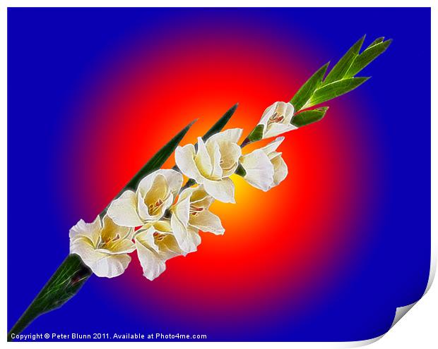 Seven flowered Gladiola on Red & Blue B/G Print by Peter Blunn