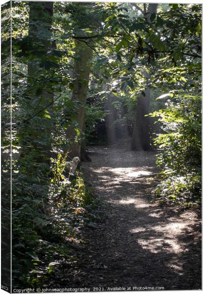 Rays of Sunlight through the trees in Pickhurst Park Woods Canvas Print by johnseanphotography 