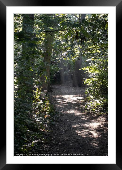Rays of Sunlight through the trees in Pickhurst Park Woods Framed Mounted Print by johnseanphotography 