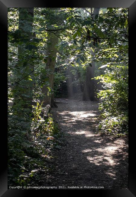 Rays of Sunlight through the trees in Pickhurst Park Woods Framed Print by johnseanphotography 