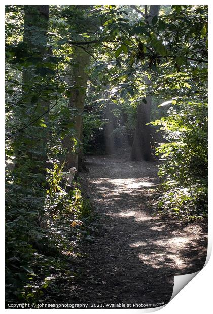 Rays of Sunlight through the trees in Pickhurst Park Woods Print by johnseanphotography 
