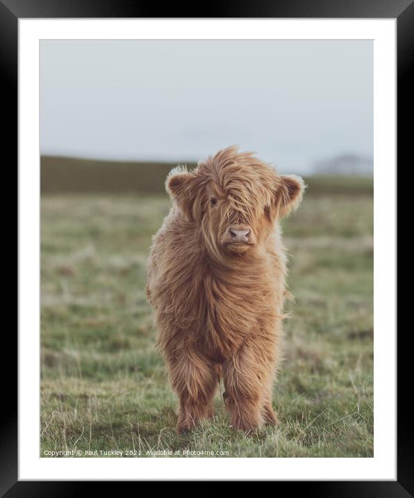 Highland Cow Calf on Eggardon Hill  Framed Mounted Print by Paul Tuckley