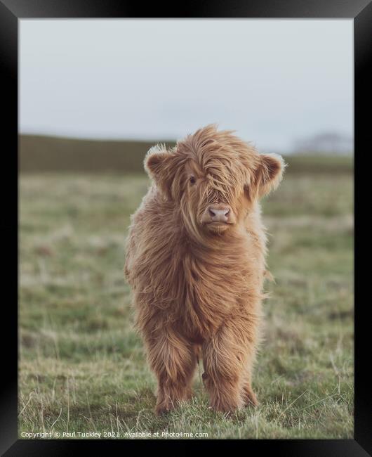 Highland Cow Calf on Eggardon Hill  Framed Print by Paul Tuckley