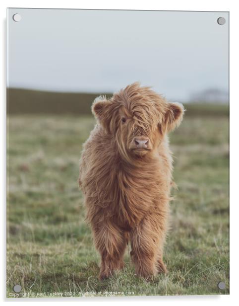 Highland Cow Calf on Eggardon Hill  Acrylic by Paul Tuckley