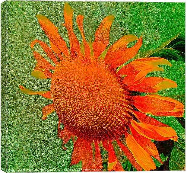 Sunflower in Orange Canvas Print by Kathleen Stephens