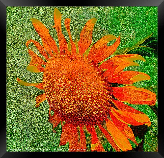 Sunflower in Orange Framed Print by Kathleen Stephens