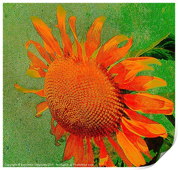 Sunflower in Orange Print by Kathleen Stephens