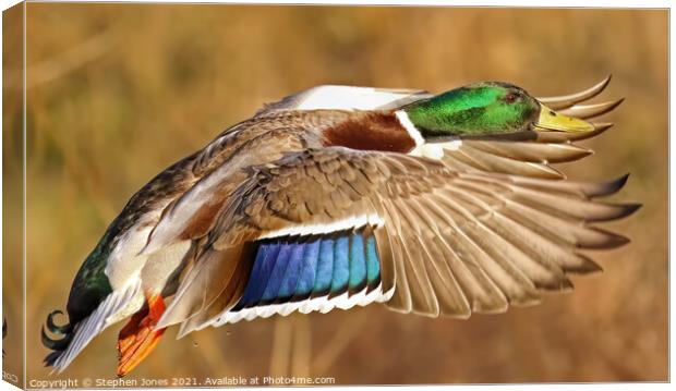 Mallard Duck In Flight Canvas Print by Ste Jones