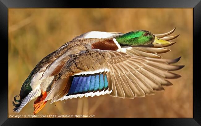 Mallard Duck In Flight Framed Print by Ste Jones