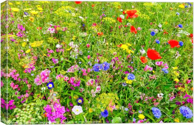 Wildflower Meadow with Colorful Flowers     Canvas Print by Samuel Sequeira