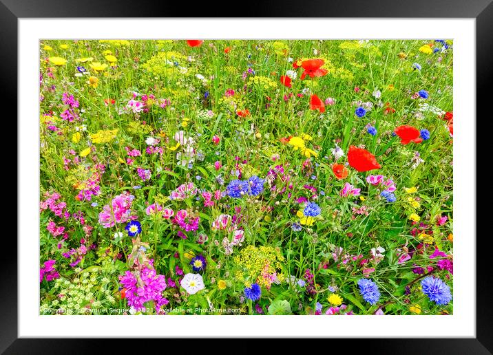 Wildflower Meadow with Colorful Flowers     Framed Mounted Print by Samuel Sequeira