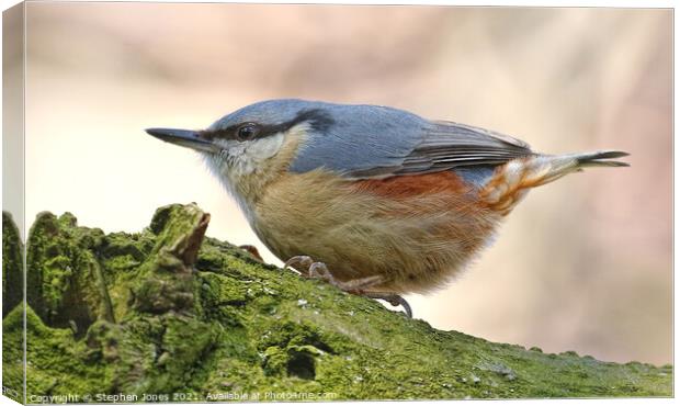 A Chubby Little Nuthatch Clinging To A Tree Branch In Merseyside Canvas Print by Ste Jones