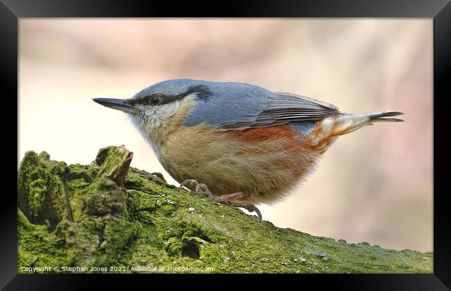 A Chubby Little Nuthatch Clinging To A Tree Branch In Merseyside Framed Print by Ste Jones